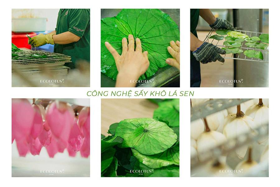 Công nghệ sấy khô lá sen mang đến một chất liệu mới cho nghệ thuật thủ công tại Việt Nam.
